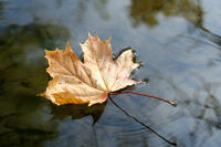 Leaf floating on still water